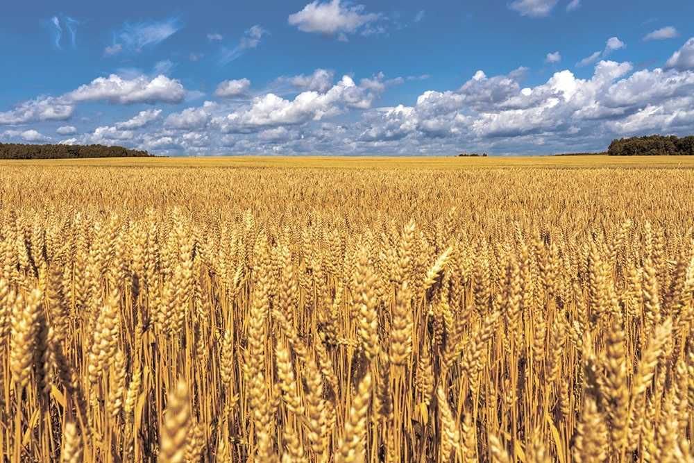 Продам пай. 3.6917 га. Полтавська область