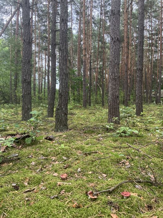 Własny dom w lesie-działka 2500m2  Kolonia Karczmy