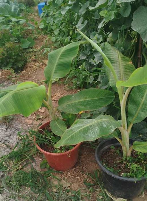 vendo bananeiras variedade oriunda de Angola