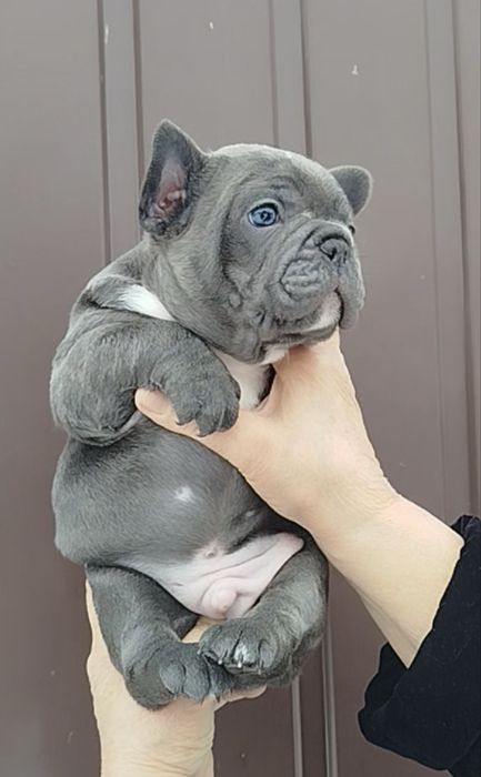 Голубоглазый мальчик голубого окраса французик