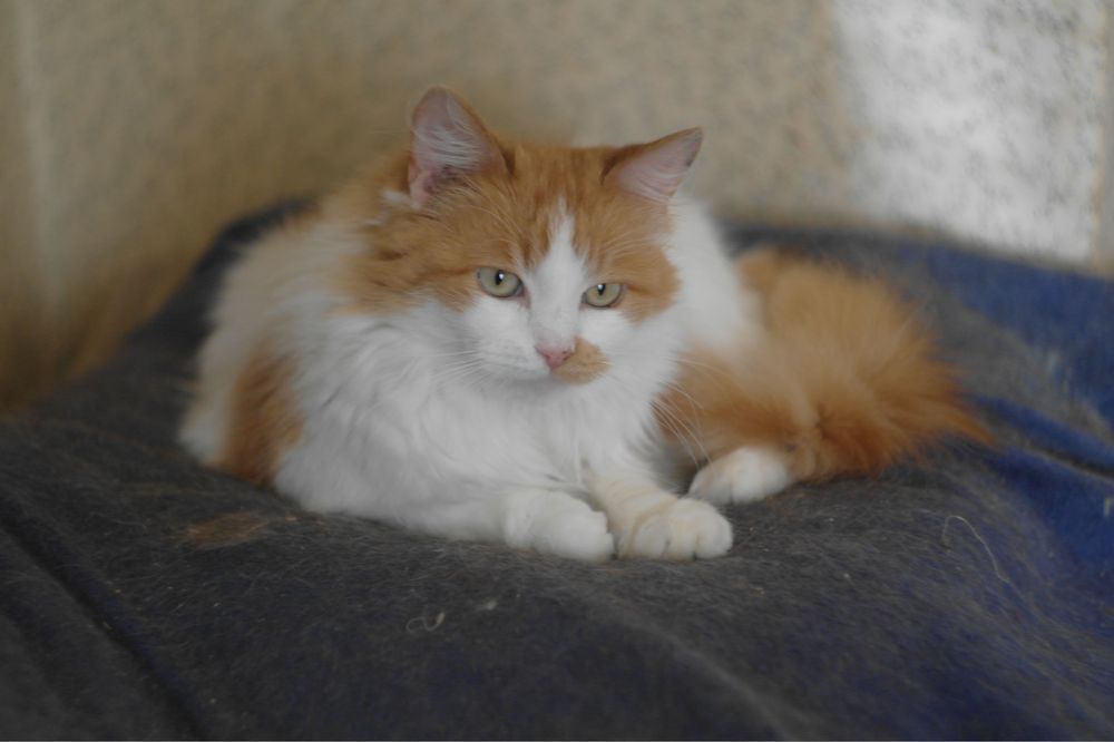 Кошка кішка кошеня молода руда біла рыжая белая