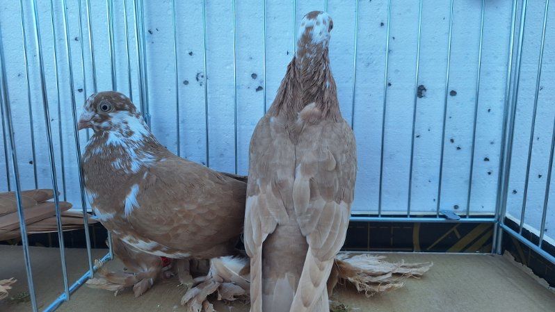 Gołębie Wydymy żółte