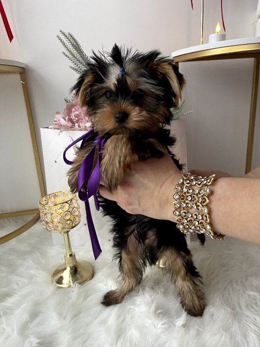 VIP Йорки — Гарантовано закохаєтесь з першого погляду