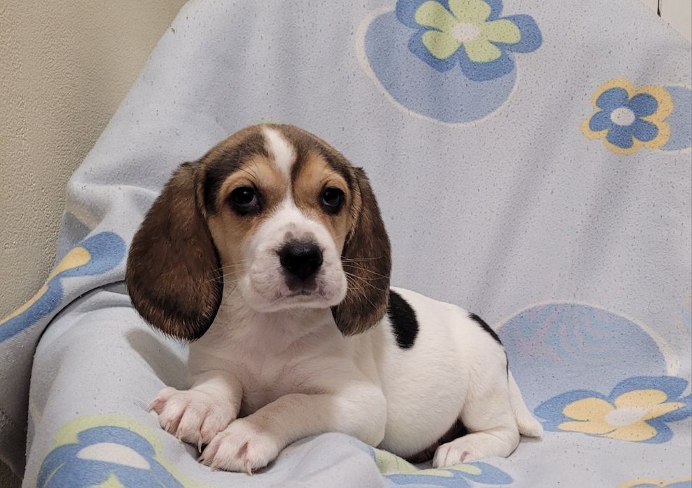 Cachorrinha beagle tricolor
