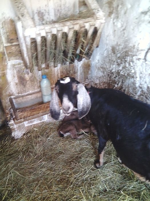 Mleko kozie , sprzedam