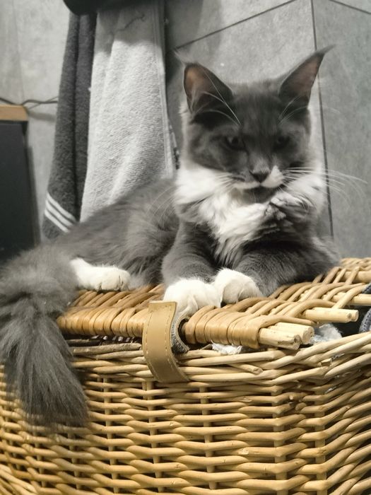 Kocurek Maine coon -Rodowod  FPL