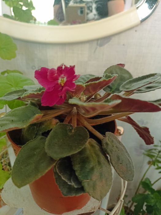 Продам фіалки, фиалки.