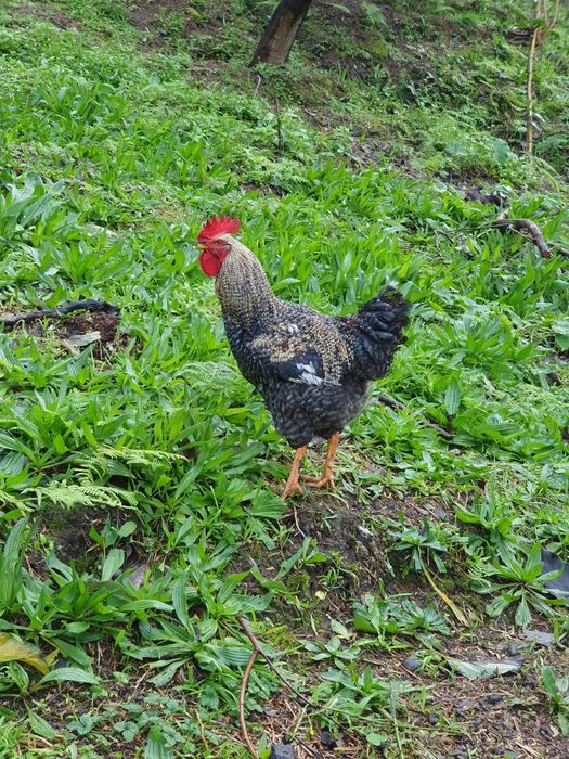 Galo de Poedeiras
