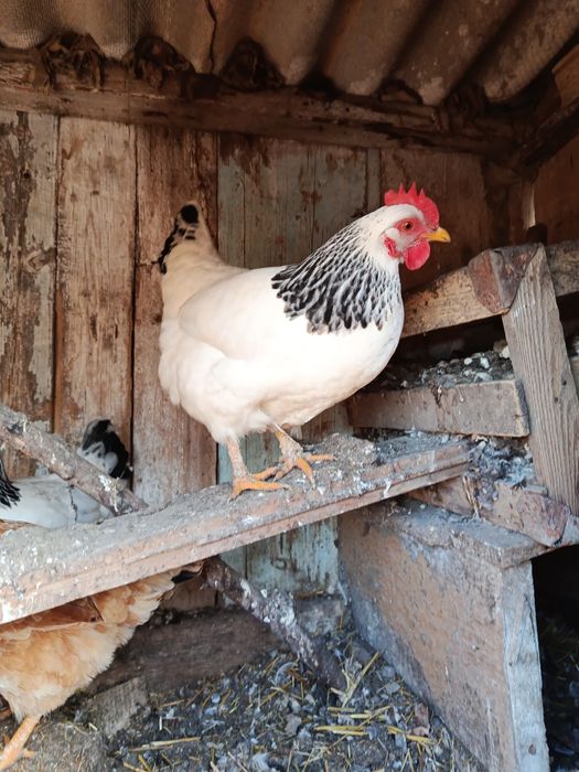 Инкубационное яйцо обычных курей