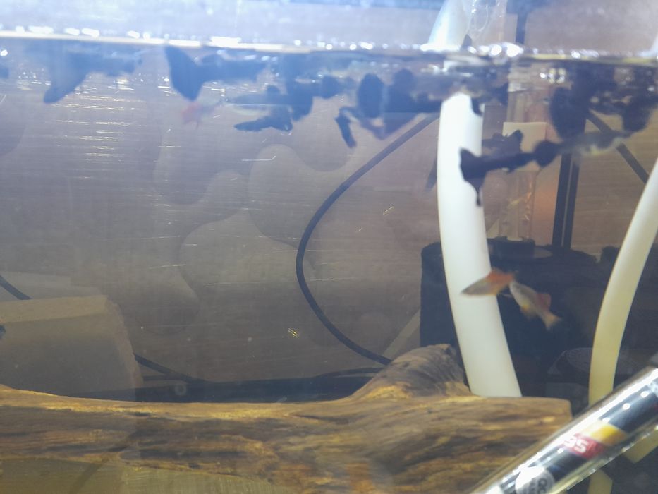 Ancistrus sp recem nascidos e com mais de um ano