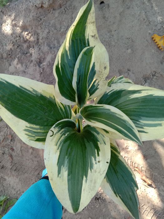 Хоста Lakeside Dragonfly