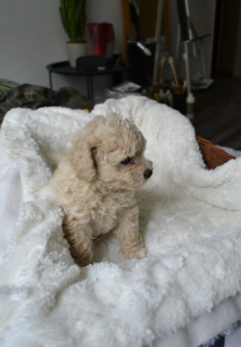 Maltipoo piesek BENIO