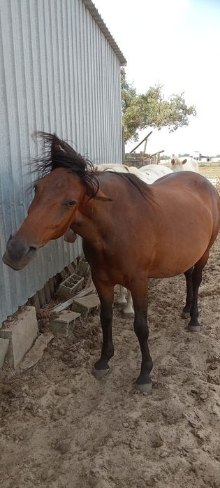 Vendem se Eguas,poldros,cavalos