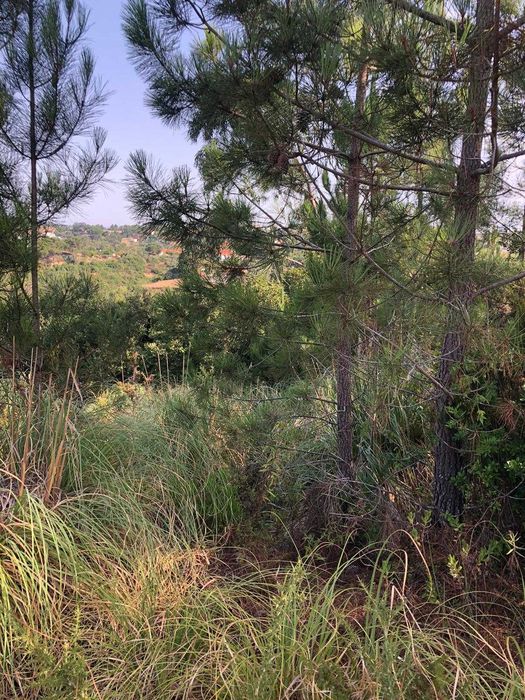 Vendo dois Terrenos Rústicos com 7.500 m2 ZAMBUJAL / MAFRA