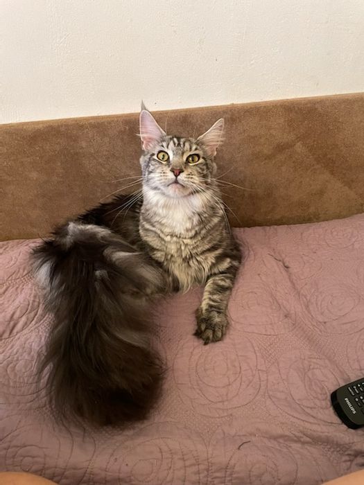 Opieka nad zwierzętami w warunkach domowych