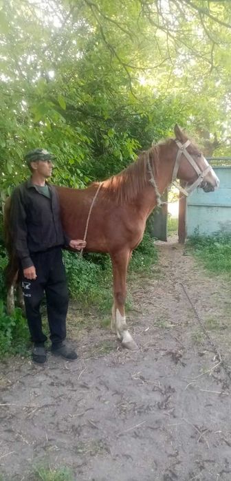 Молодий лошак 1рік