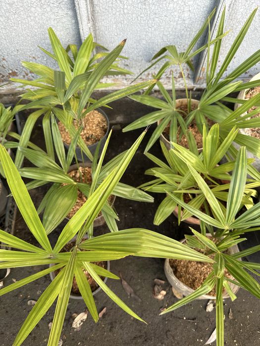 Пальма Трахикарпус