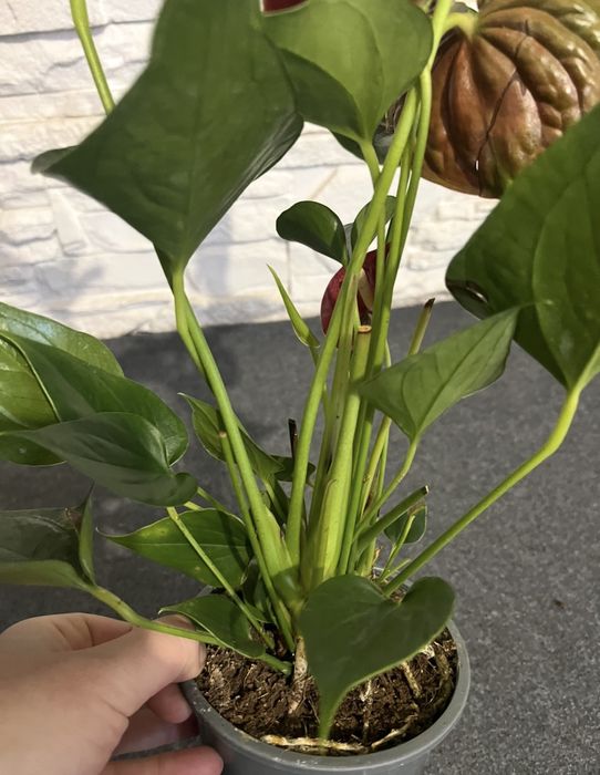 Антуріум! Розпродаж!Уцінка!