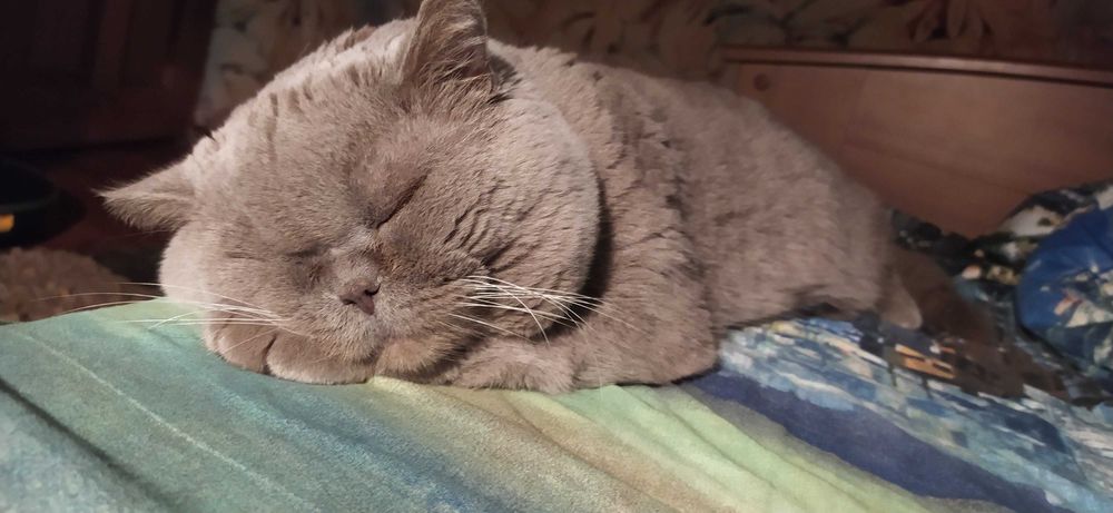 Шотландский прямоухий кот приглашает на вязку