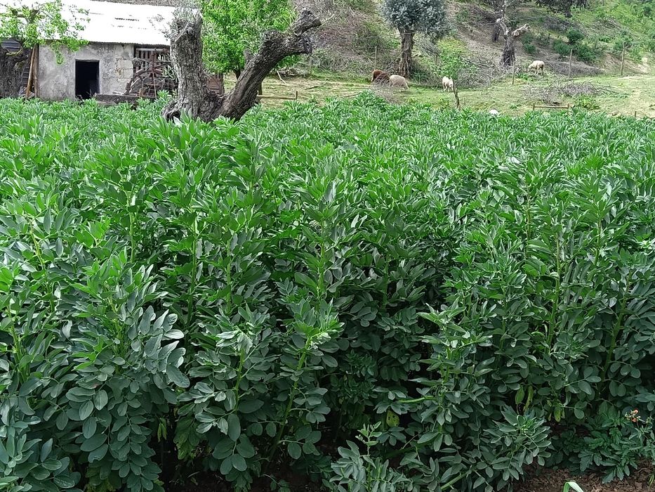 Favas biológicas com casca