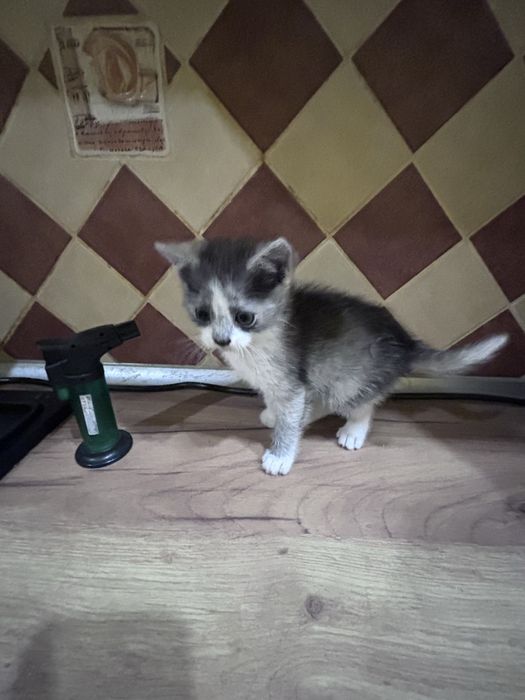 Віддамо кошенятко в добрі руки