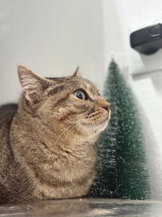 Gata para adoçao (Bali)