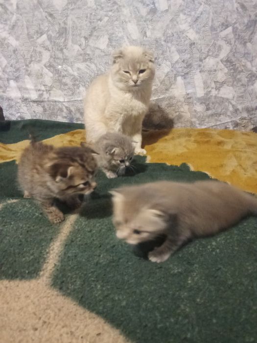 Продається кошенят