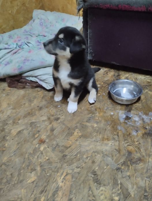 Срочно Дети ищут семью Киев