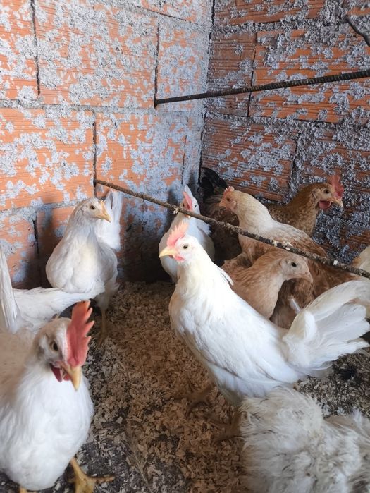 Leghorn, Jersey, pedrezes, garnizos e pintos de carne