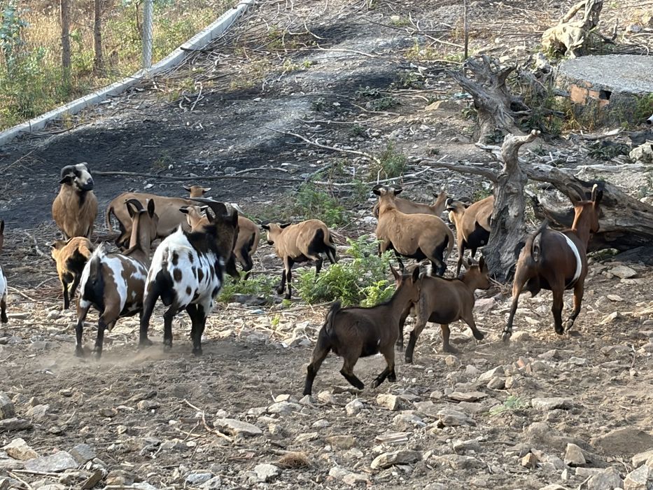 Cabras Anas para ceder