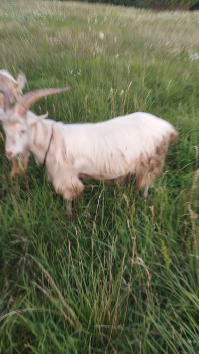 Продам козла хорошей породи