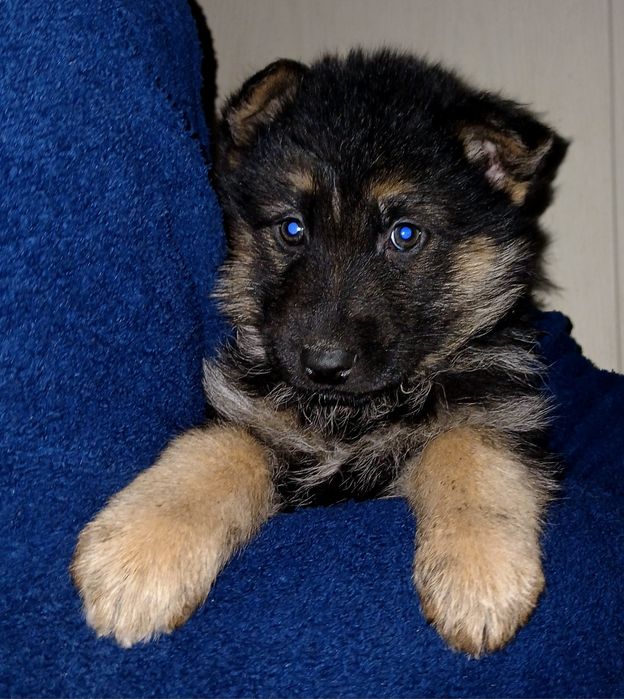 Чудові цуценята німецької вівчарки