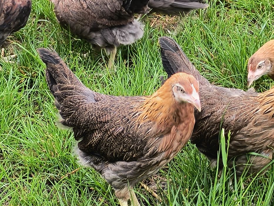 Kury zielononóżki młode nioski kurki zielononóżka