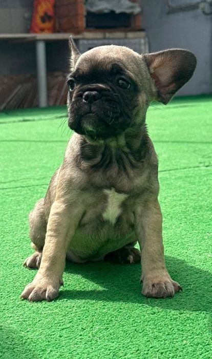 Bulldog francês fêmea sable