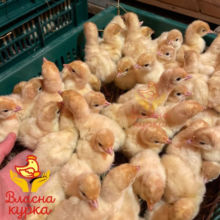 Курчата , бройлери , індичата