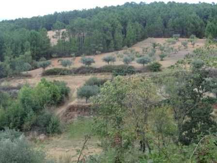 Prédio rústico (terreno) 2,4 hectares à beira da estrada