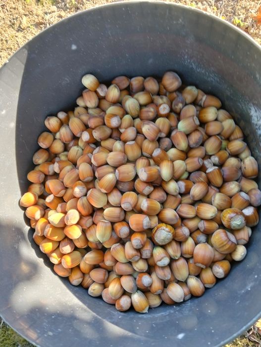 Laskowe orzechy 5 kg