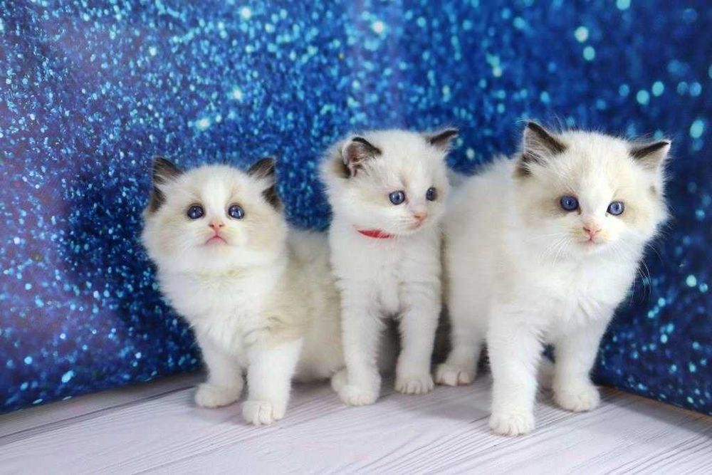 Котенята Ragdoll//Регдолл — як тепла кава в осінній ранок