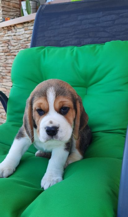 Beagle szczeniak