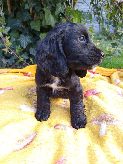 Black - piękny Cocker Spaniel angielski