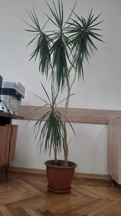 Драцена Маргіната