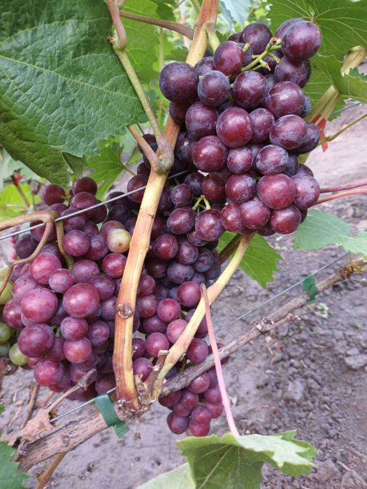 Черенки винограду