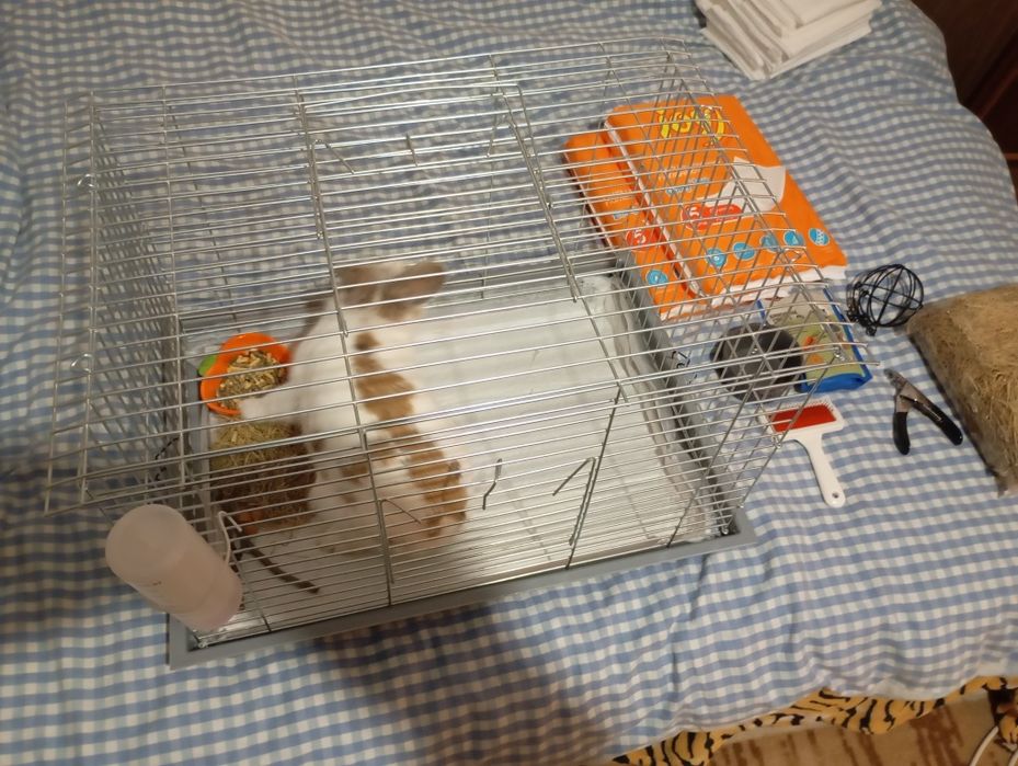 Кролик  декоративный , со всеми комплектующими.