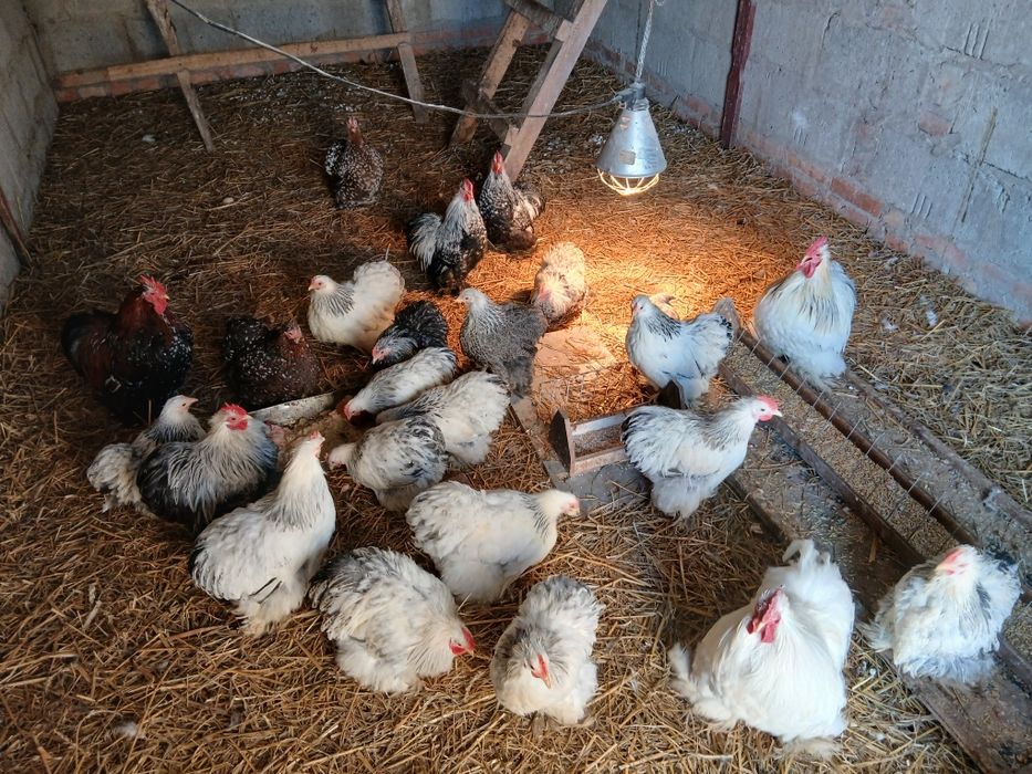 Kochiny miniaturowe karzełki