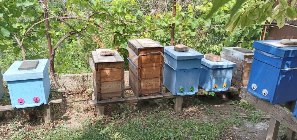 Пчёлосемьи, улики