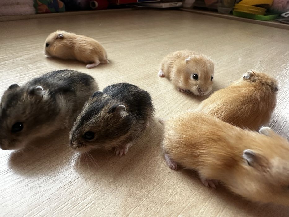 Хомʼяки джунгарські. Джунгарские хомячки.