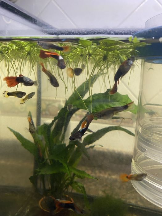 Guppys  e Alivinos de Guppy