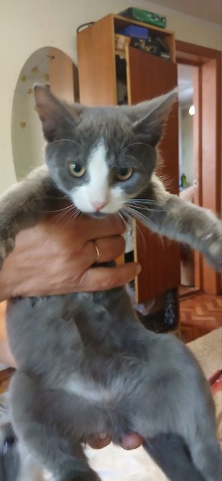 Котик Кай 9 місяців домашній