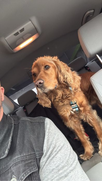 Cocker Spaniel z rodowodem 4 letni