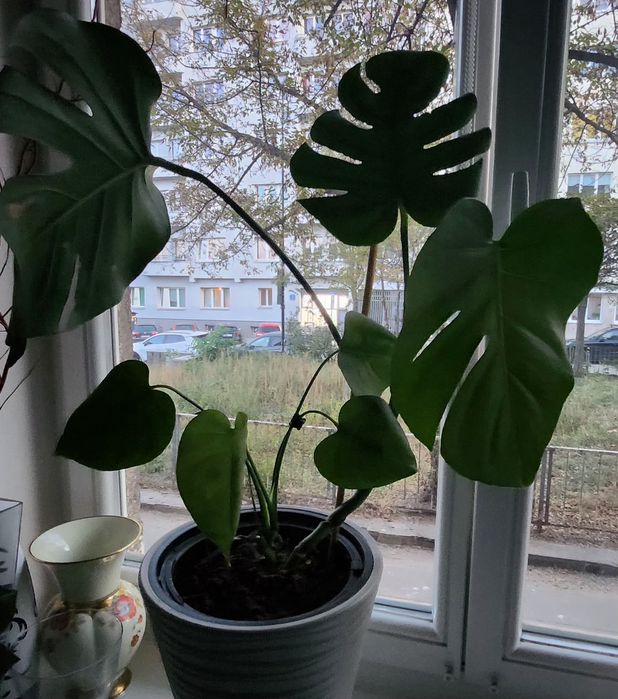 Roślina Monstera